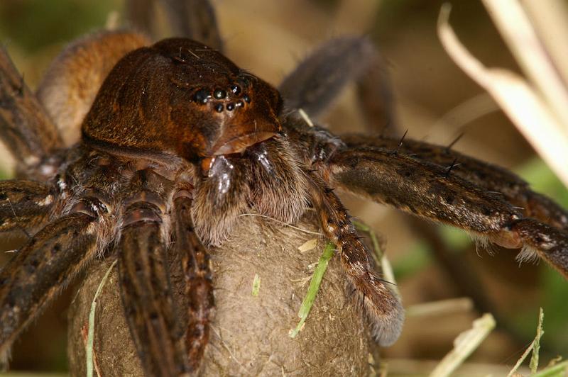 Dolomedes_plantarius_D5141_Z_90_Canal du Nivernais_Frankrijk.jpg